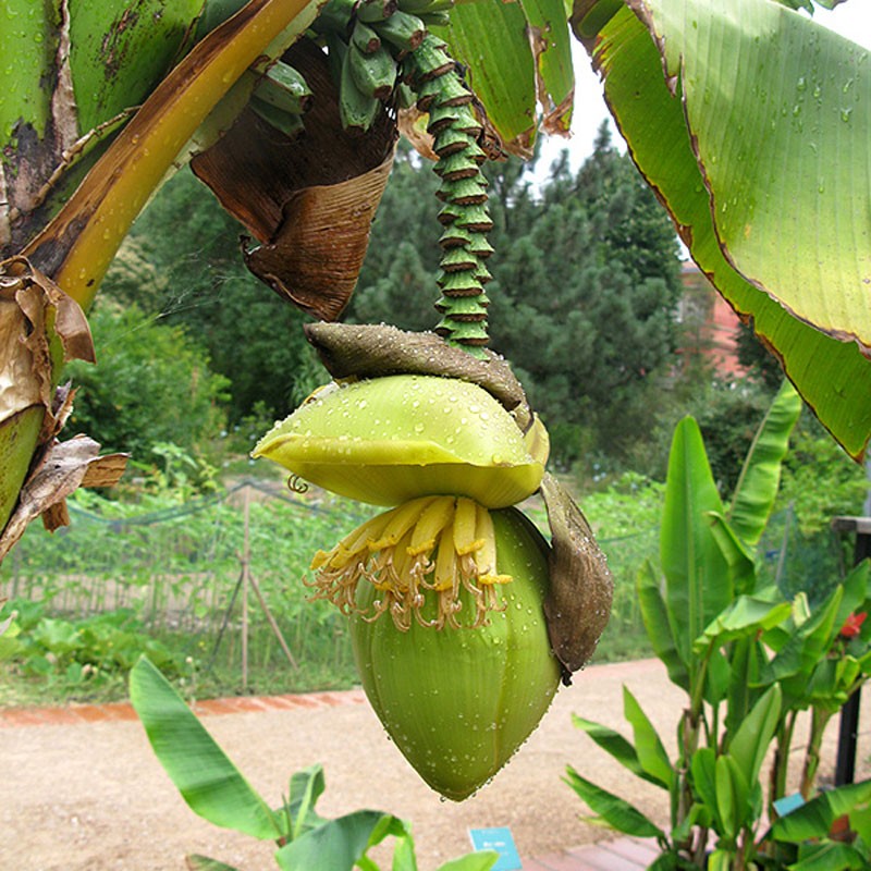 Musa basjoo 1 planta