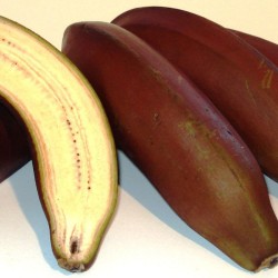 Bananeira vermelha - 1 planta