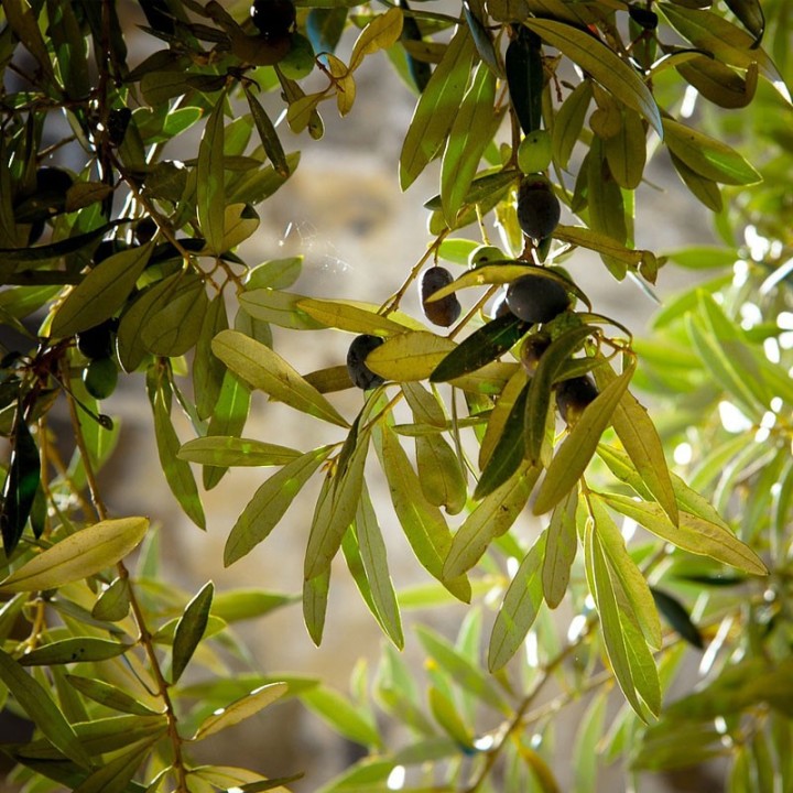 Oliveira - Planta