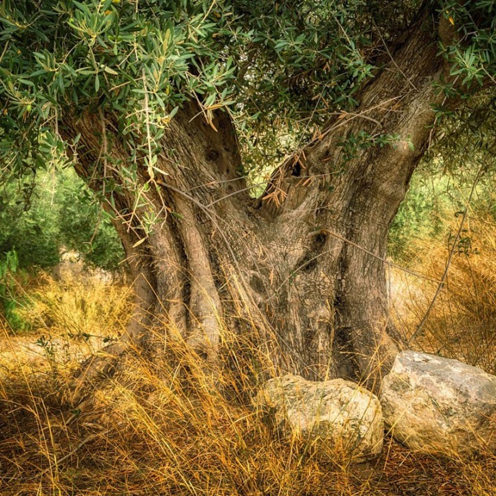 Compre plantas de Oliveiras (Olea europaea)