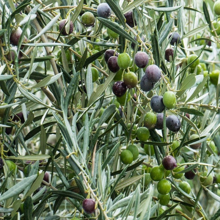 Compre plantas de Oliveiras (Olea europaea)