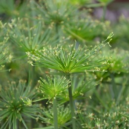 Papiro - 1 planta