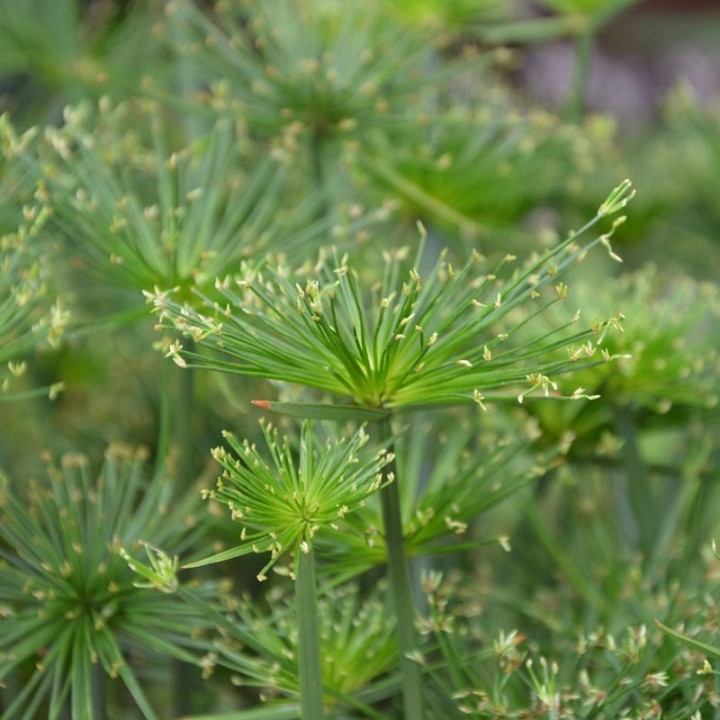Papiro - 1 planta