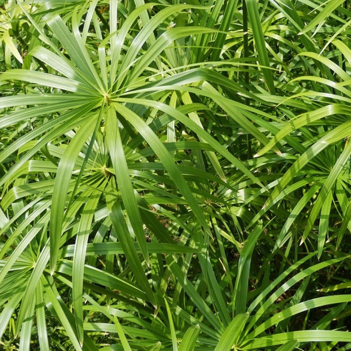 Papiro - Planta