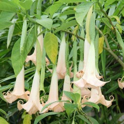 Brugmansia arborea - 1 planta