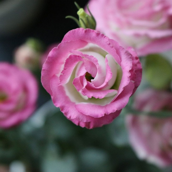 Lisianthus - 1 planta