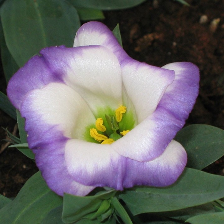 Lisianthus - 1 planta