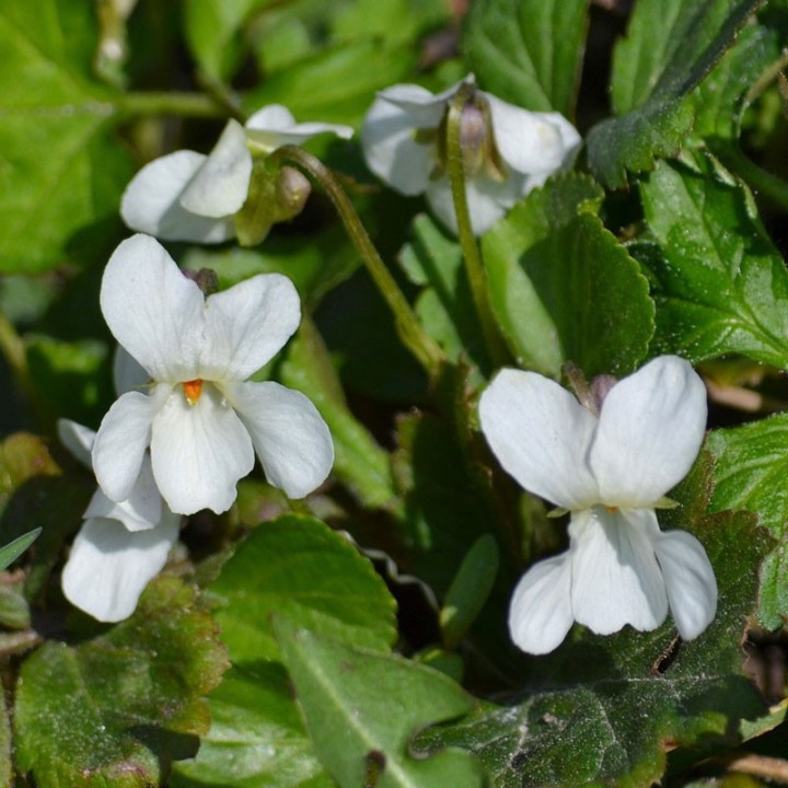 Viola odorata, Alba - Planta