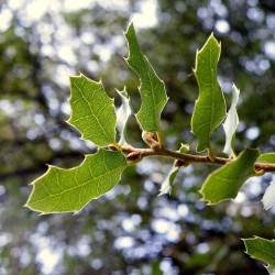 Quercus coccifera - 1 plant