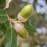 Quercus ilex - 1 planta