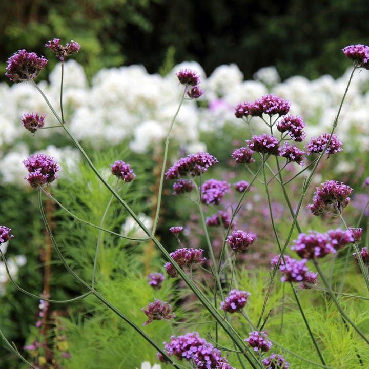 Verbena bonariensis - Planta