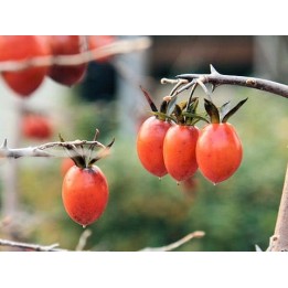 Diospyros rhombifolia - Sobre 8 semillas