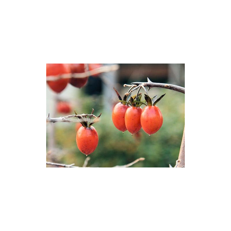 Diospyros rhombifolia - Sobre 8 semillas