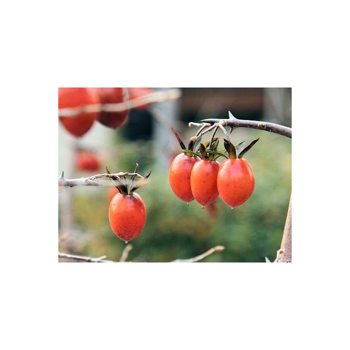 Diospyros rhombifolia - Sobre 8 semillas