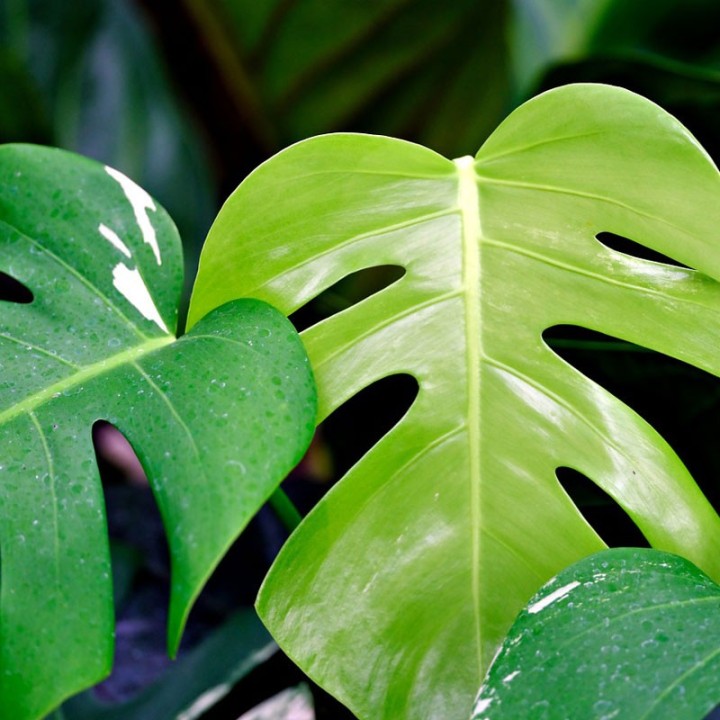 Monstera deliciosa - Planta