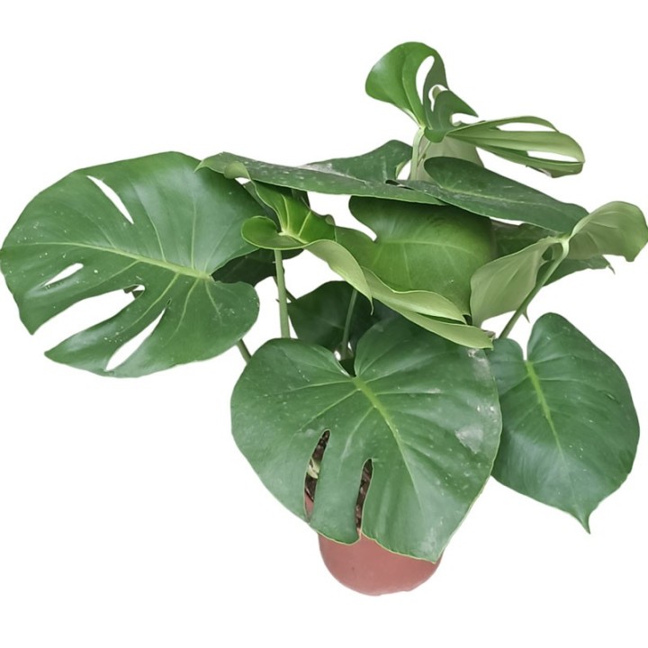 Monstera deliciosa - Planta