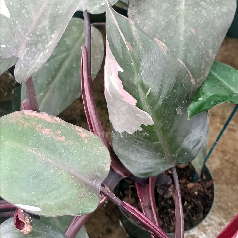 Philodendron Pink Princess - 1 plant