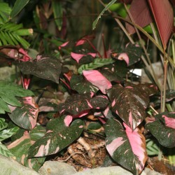Philodendron Pink Princess - 1 planta