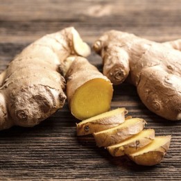 Plantas de Gengibre (Zingiber officinale)