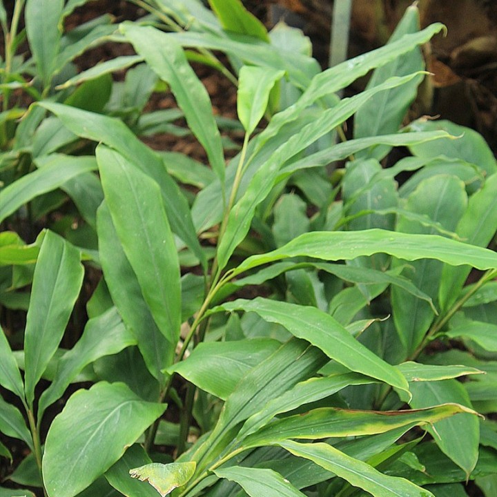 Plantas de Gengibre (Zingiber officinale)