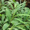 Gengibre - 1 planta