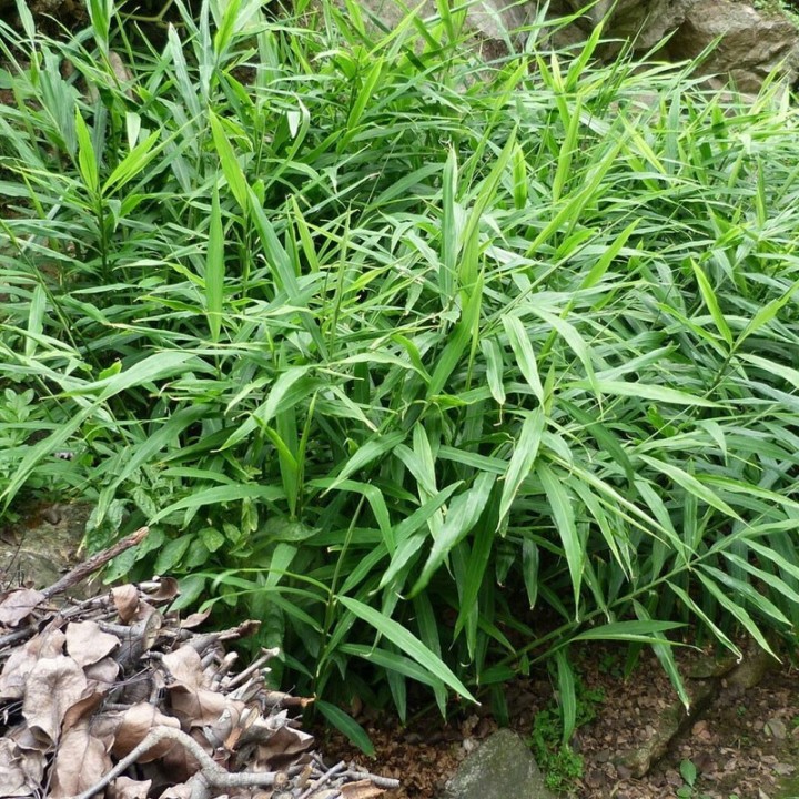 Plantas de Gengibre (Zingiber officinale)