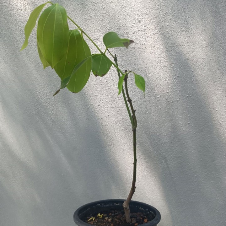 Planta de Árvore de Canela (Cinnamomun zeylanicum ou C. verum)
