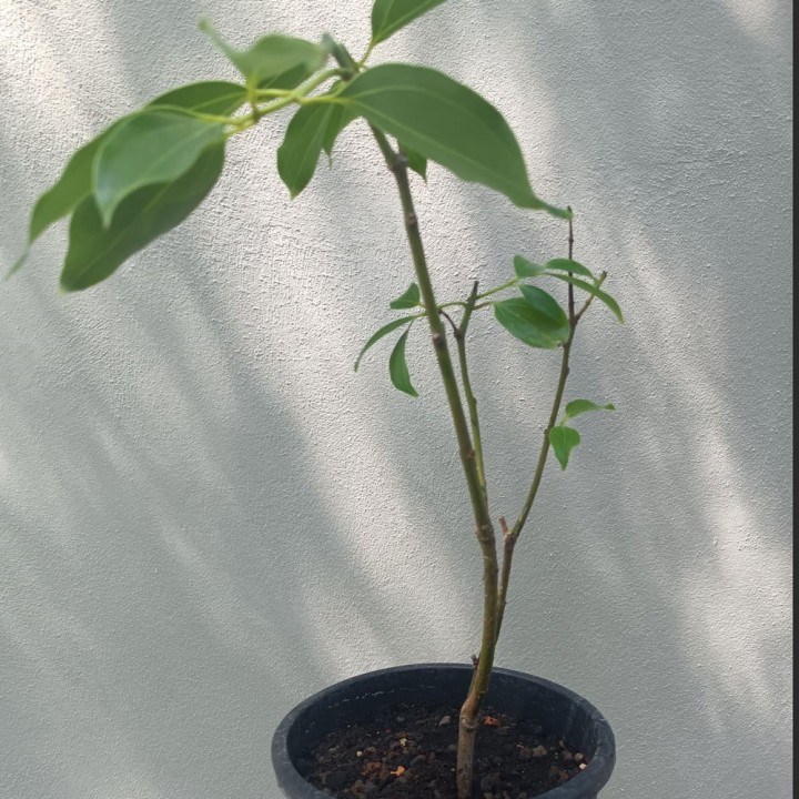 Planta de Árvore de Canela (Cinnamomun zeylanicum ou C. verum)
