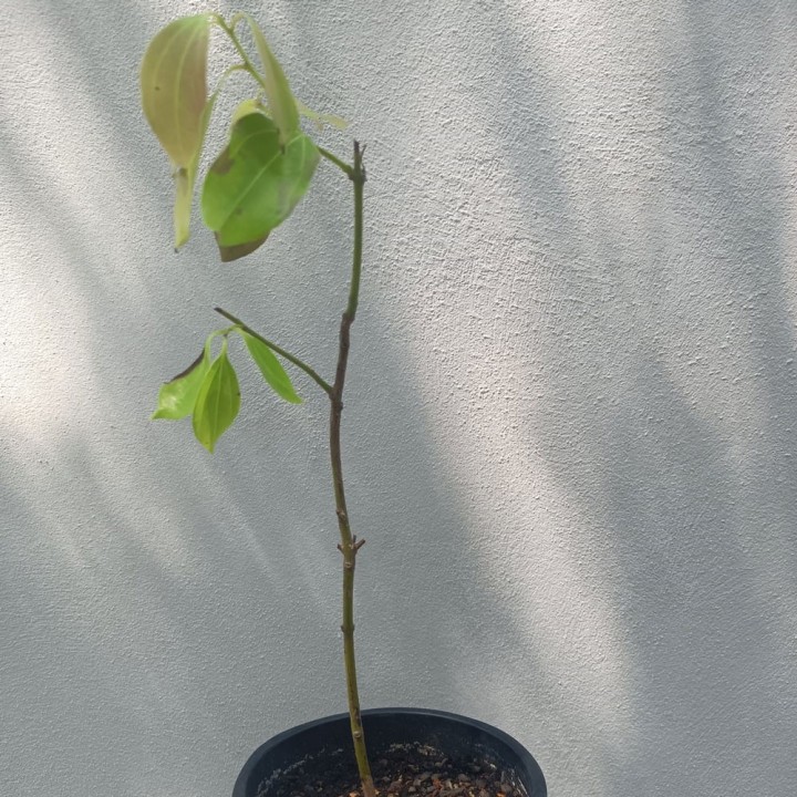 Planta de Árvore de Canela (Cinnamomun zeylanicum ou C. verum)