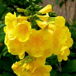 Sementes de Ipê-de-jardim (Tecoma stans)