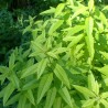 lucia-lima plant