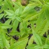 aloysia citrodora plant