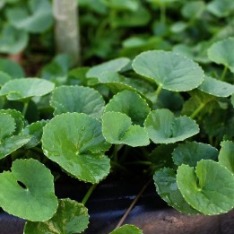 centella asiatica sementes