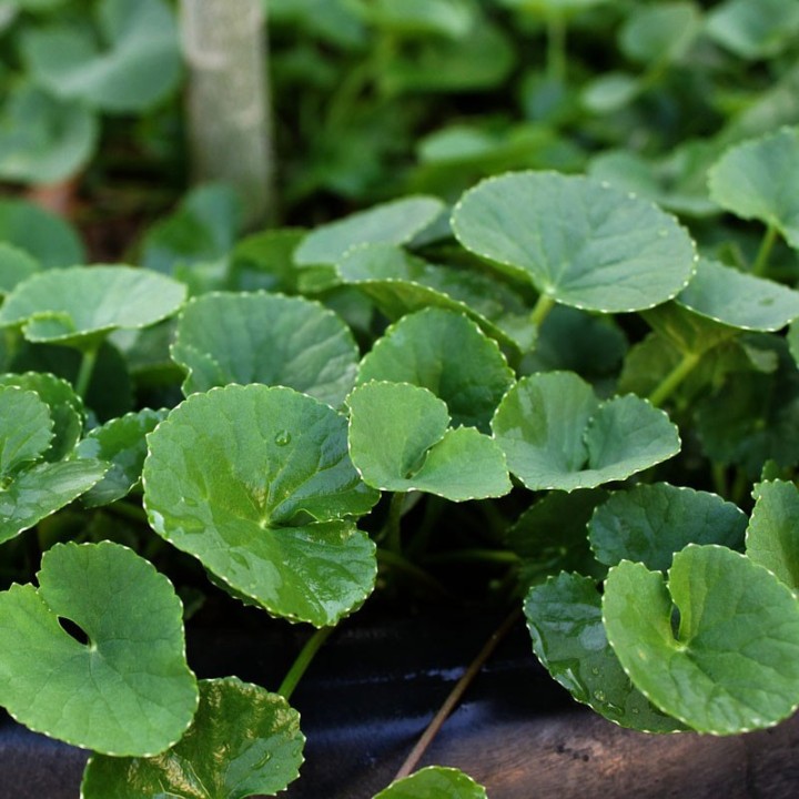 centella asiatica sementes