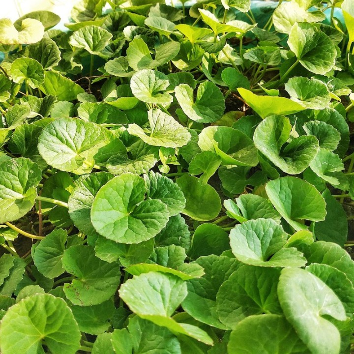 Sementes de Centella asiática (Gotu kola)