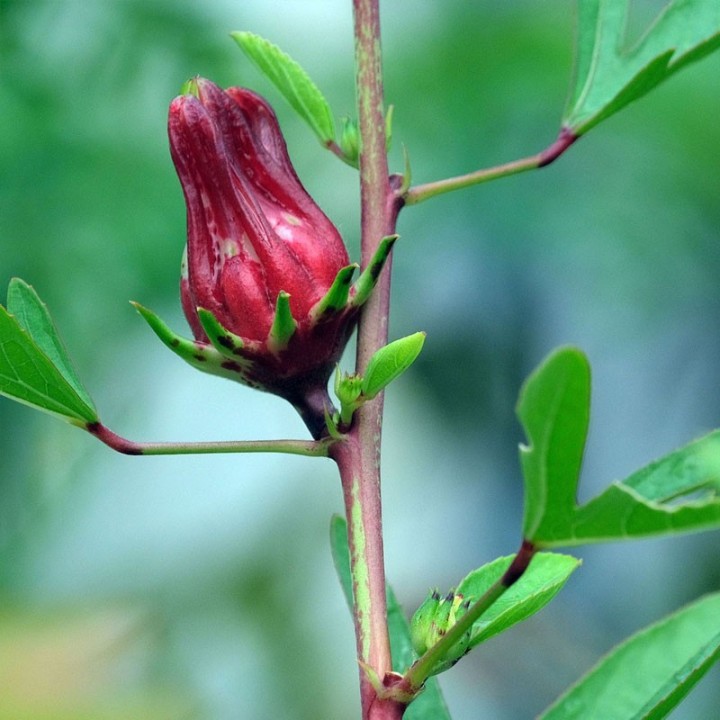 Sementes de Hibiscus sabdariffa, Flor de Jamaica, rosa abissínio