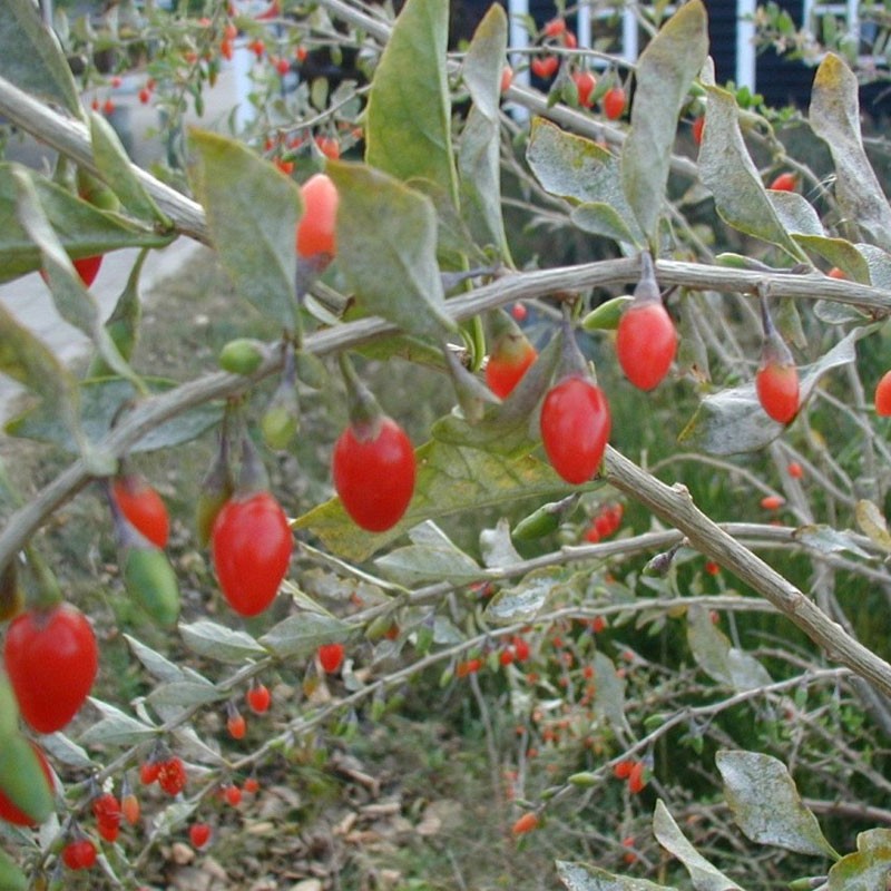 sementes de Lycium barbarum