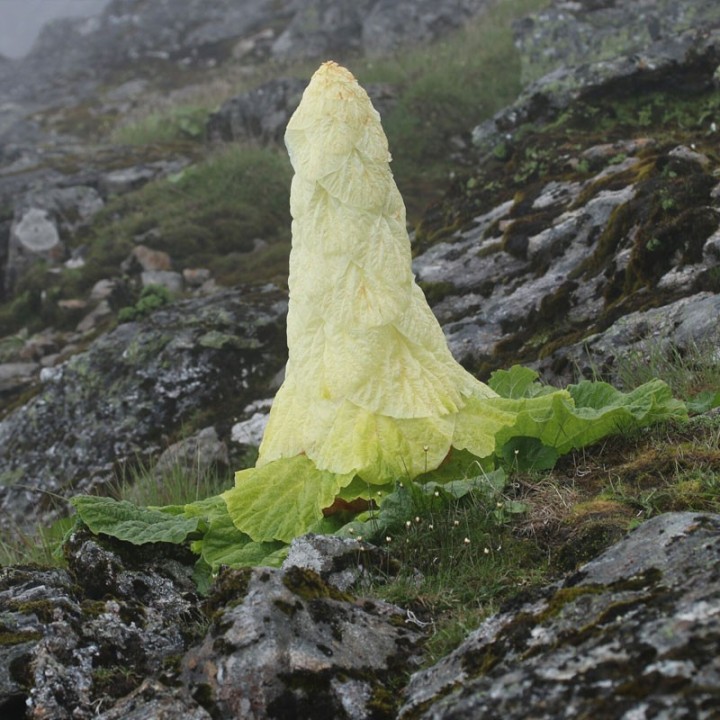 Sementes de Rheum nobile planta rara e exotica chuka
