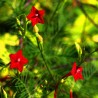 sementes de ipomoea quamoclit vermelha