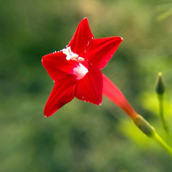 Ipomoea quamoclit, Vermelha - Sementes | Loja de sementes