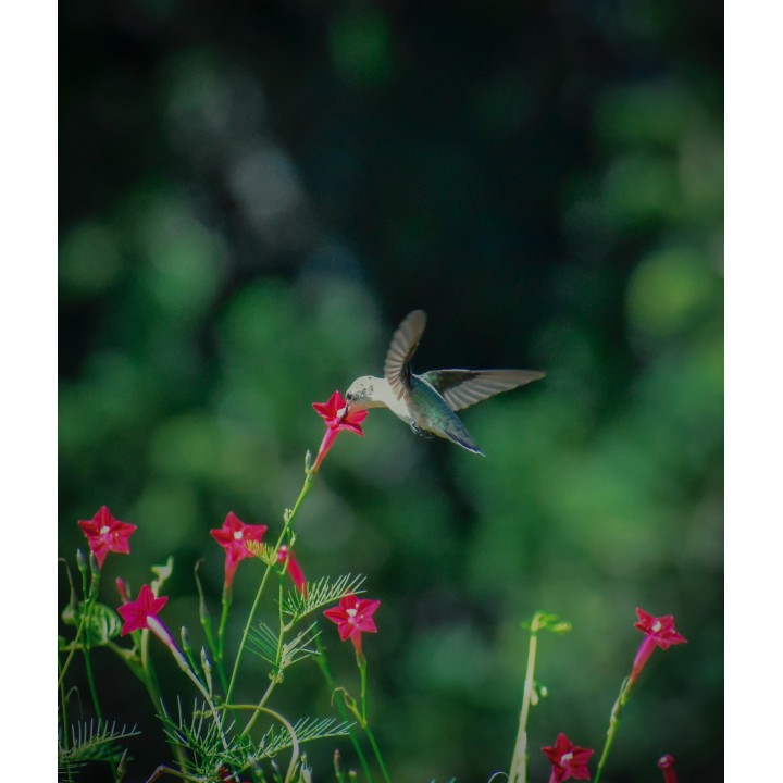Ipomoea quamoclit, Vermelha - Sementes | Loja de sementes