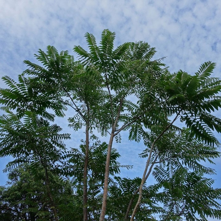 Semillas de Toona sinensis, árbol de la madera de Caoba china en semilla