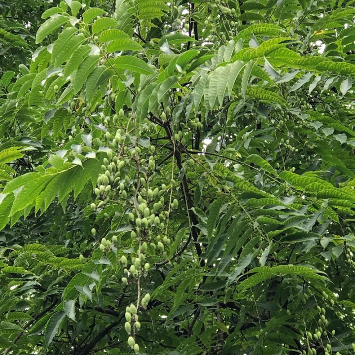 Semillas de Toona sinensis, árbol de la madera de Caoba china en semilla