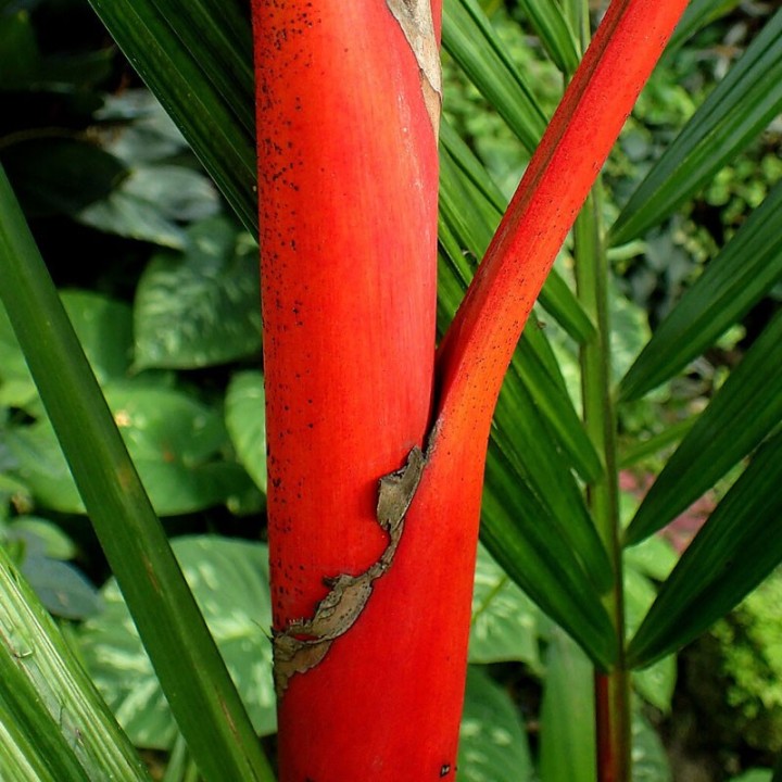Sementes de Palmeira vermelha (Cyrtostachys renda) o palma vermelha