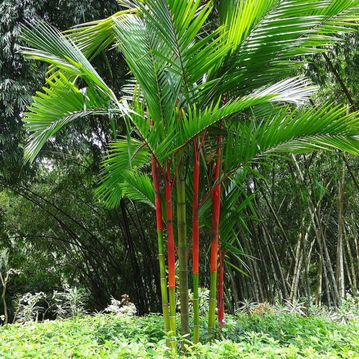 sementes de Cyrtostachys renda
