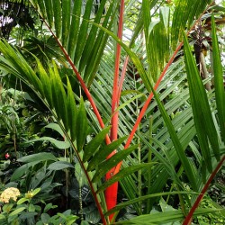 Palmeira vermelha - sementes