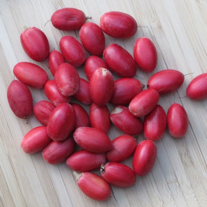 Sementes de Synsepalum dulcificum, a Fruta Milagrosa | Loja de Sementes