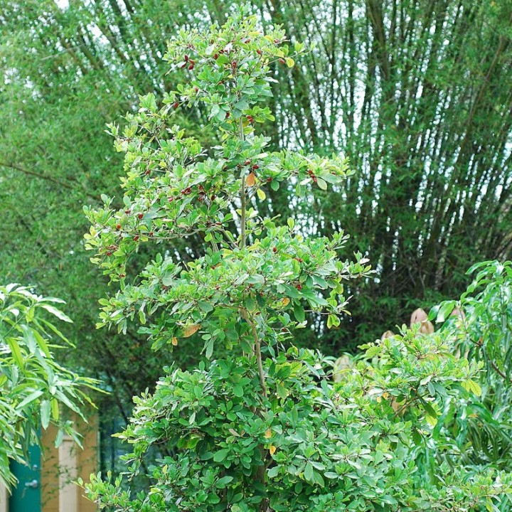 Sementes de Synsepalum dulcificum, a Fruta Milagrosa | Loja de Sementes