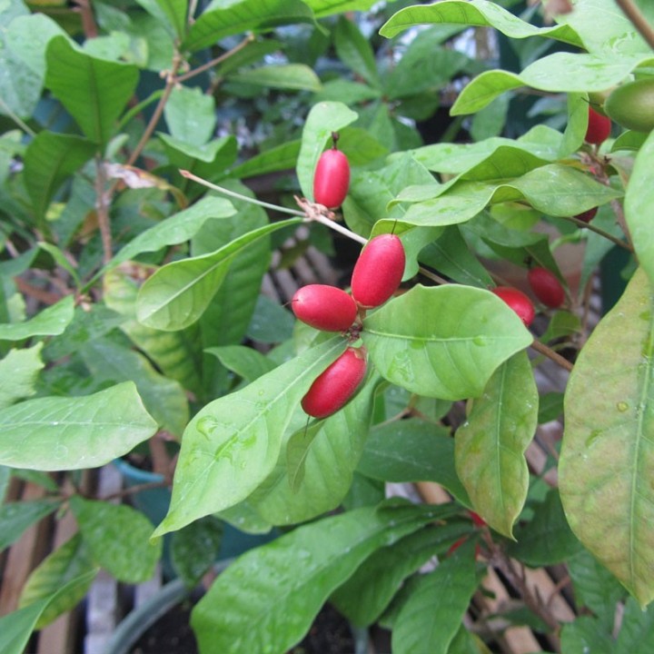 Sementes de Synsepalum dulcificum, a Fruta Milagrosa | Loja de Sementes
