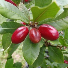 Synsepalum dulcificum sementes